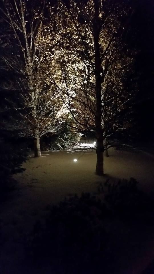 The trees are lit up at night in the snow.