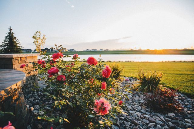 A row of red roses in a garden with a lake in the background.