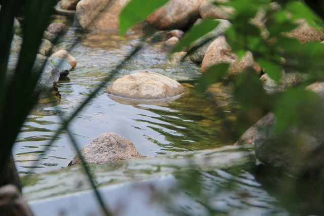A stream of water surrounded by rocks and trees.