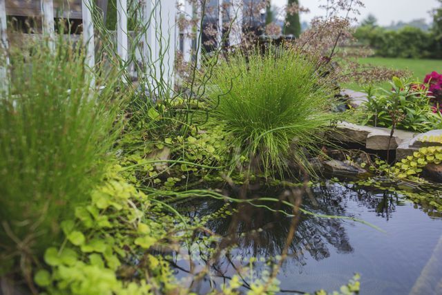 A pond filled with water and plants in a garden.
