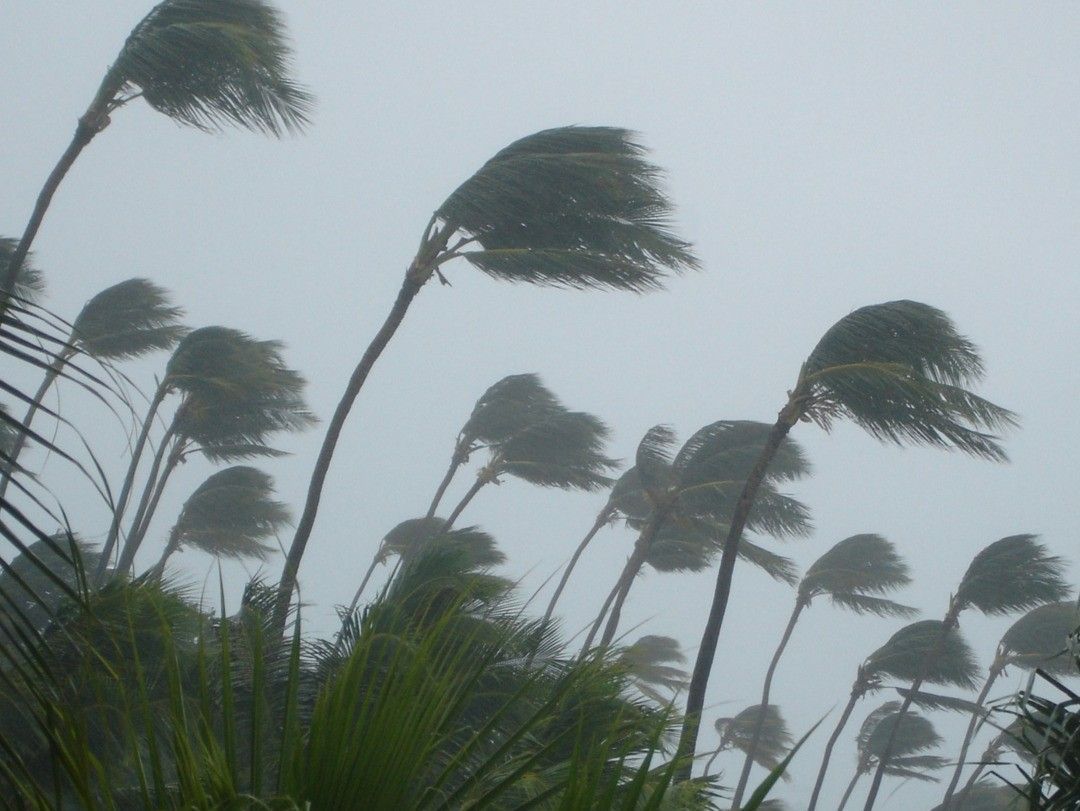 Palm trees bending in strong wind under a gray, stormy sky