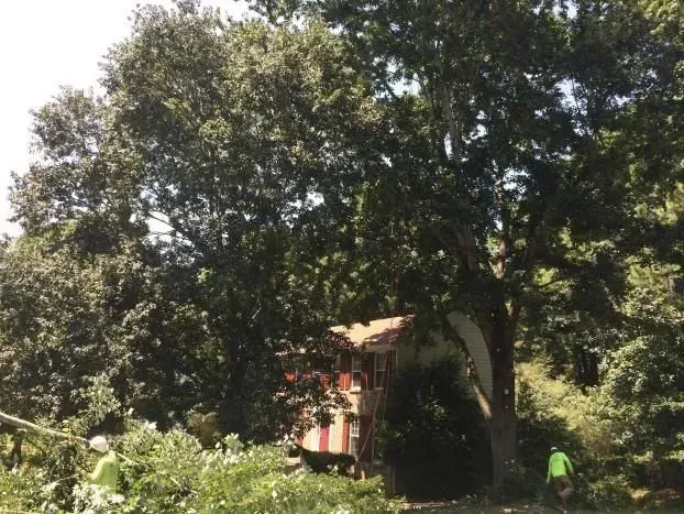 Large tree in a yard with a red structure beneath it and a person in a neon shirt nearby