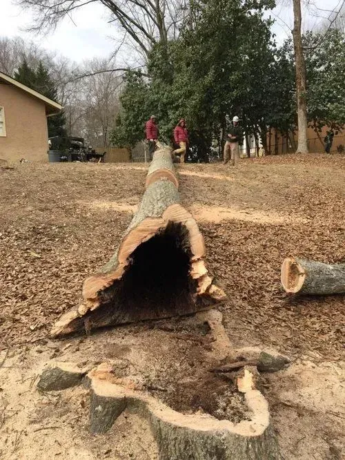 A hollow fallen tree trunk lies on a leaf-covered yard, with two people standing in the background.