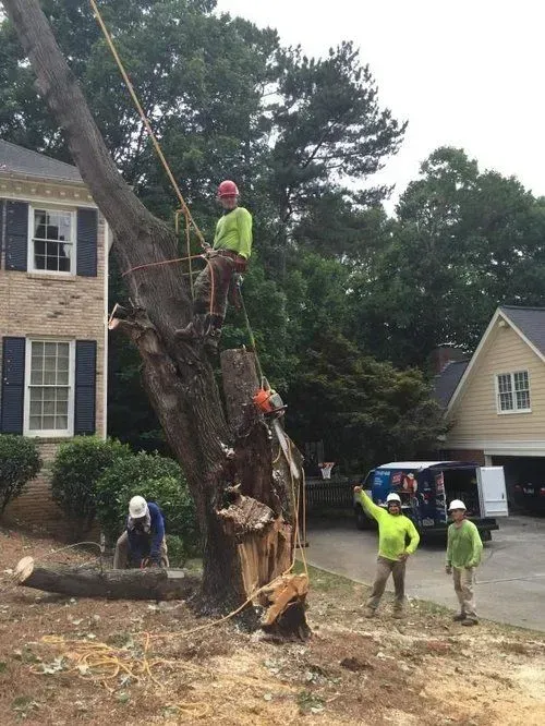 Workers removing a large fallen tree beside a house, with one climbing the trunk and others on the ground.