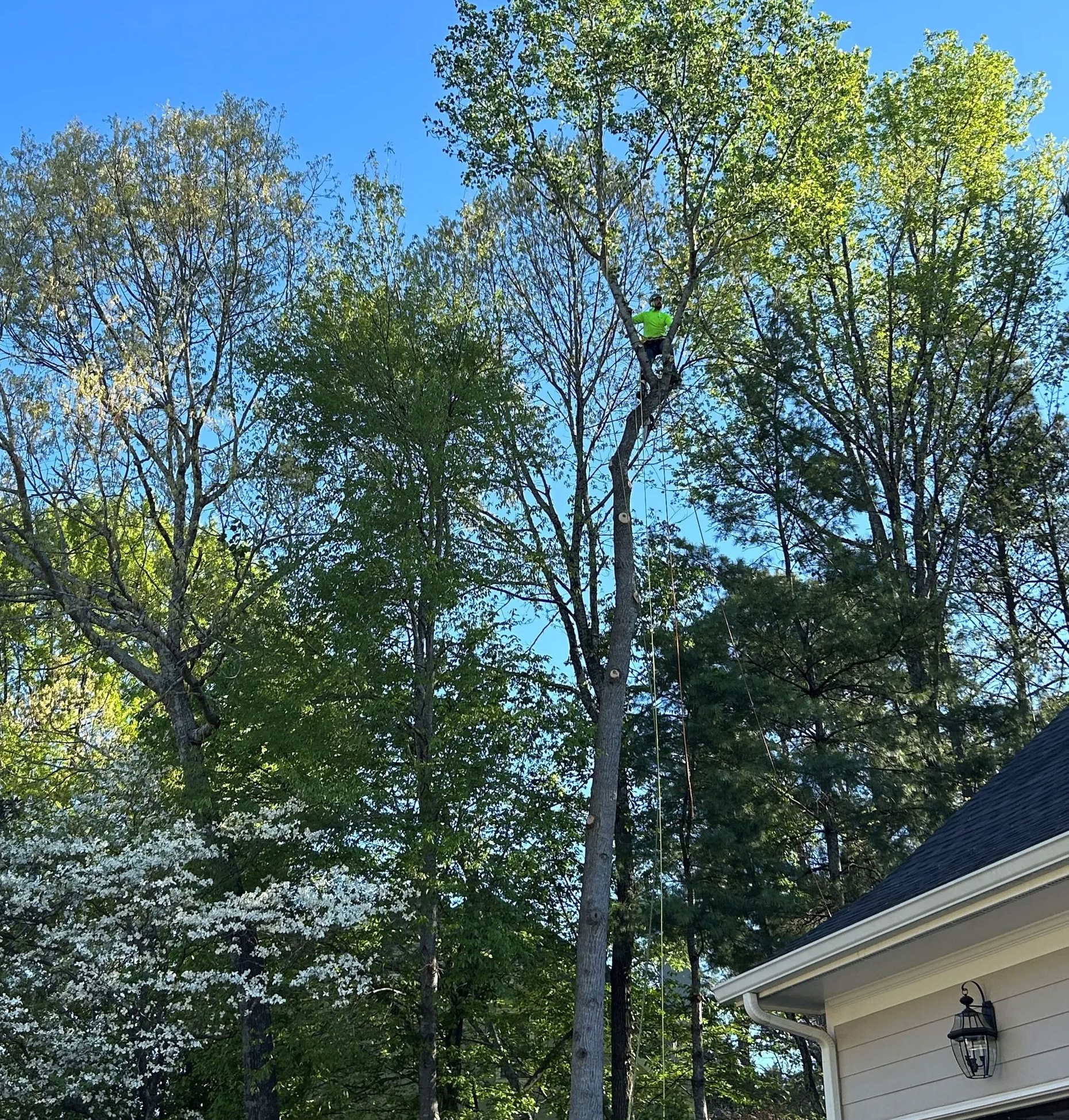 Tall trees with a green balloon caught near the top, beside a house under a blue sky.