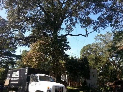 White moving truck on a tree-lined street under a large oak canopy, with houses in the background