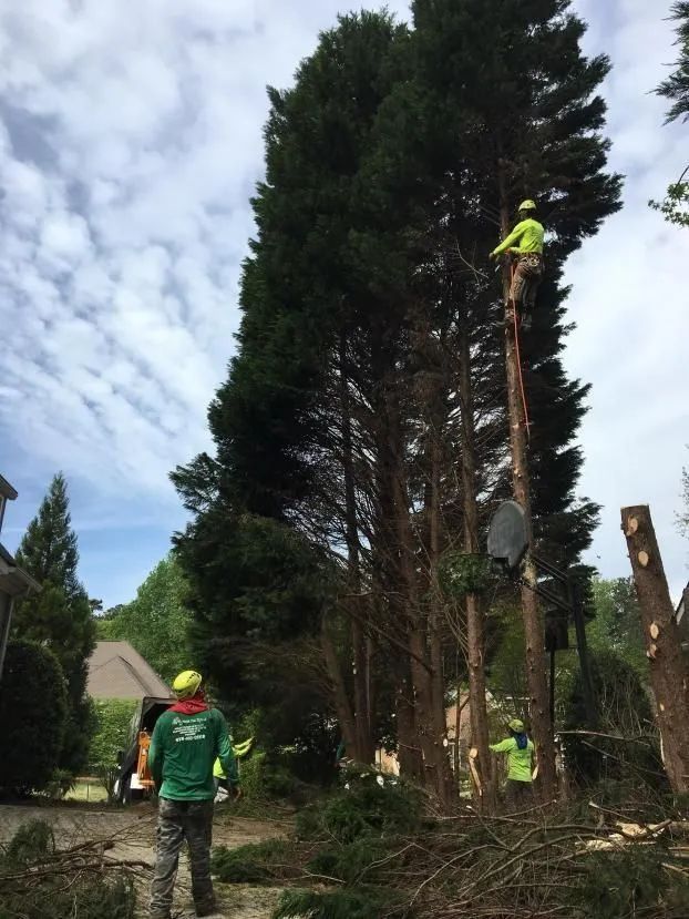 Workers trimming a tall tree with ropes in a wooded yard, one aloft in a safety harness.