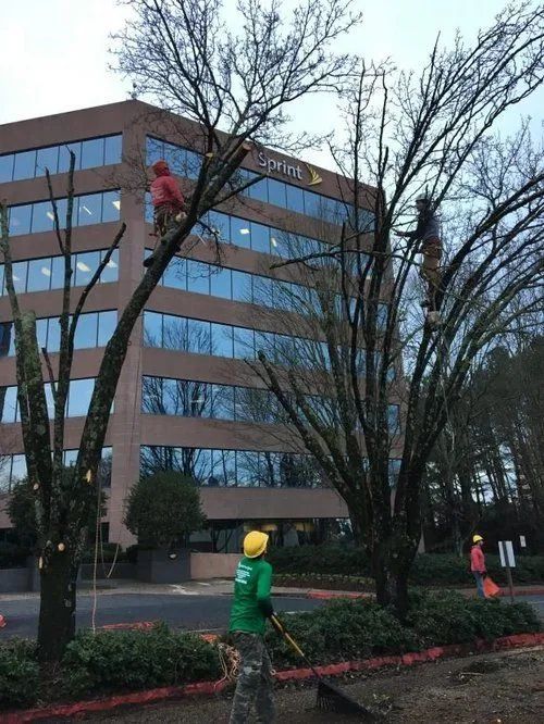 Workers in hard hats trimming trees beside an office building on a cloudy day