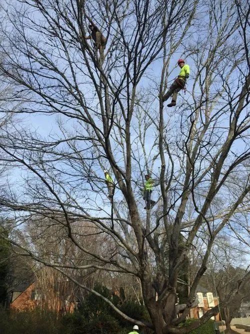 Workers trimming tall tree branches using ropes and safety gear outdoors