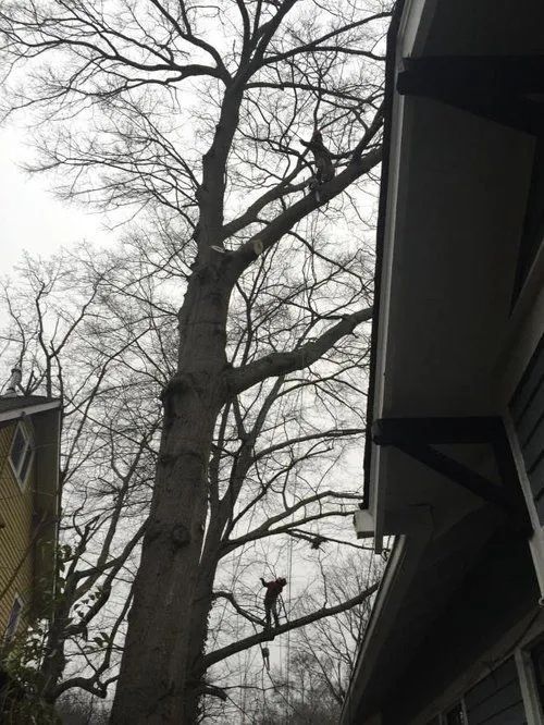 Tall leafless tree beside houses under a gray, overcast sky