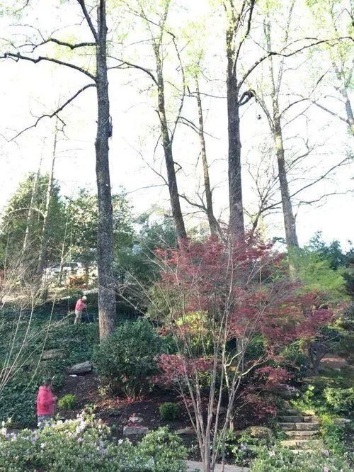 Tall trees and shrubs in a wooded garden, with two people walking on a leafy slope.