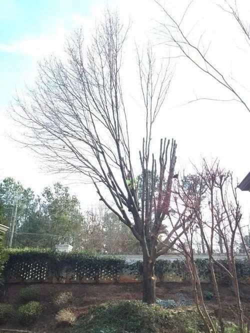 Leafless trees in a yard beside a low brick wall under a bright overcast sky