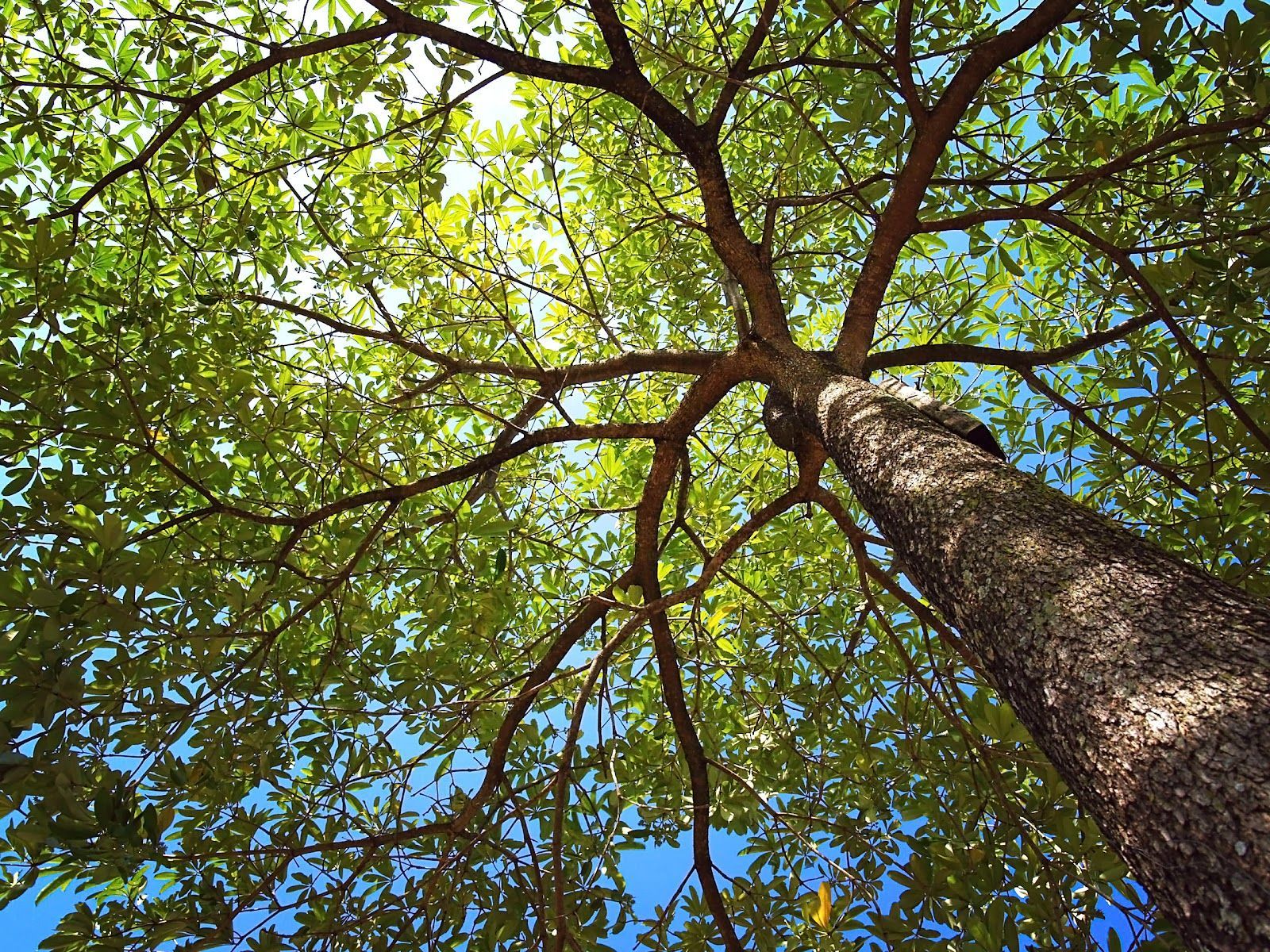 Kingkiner Tree Service