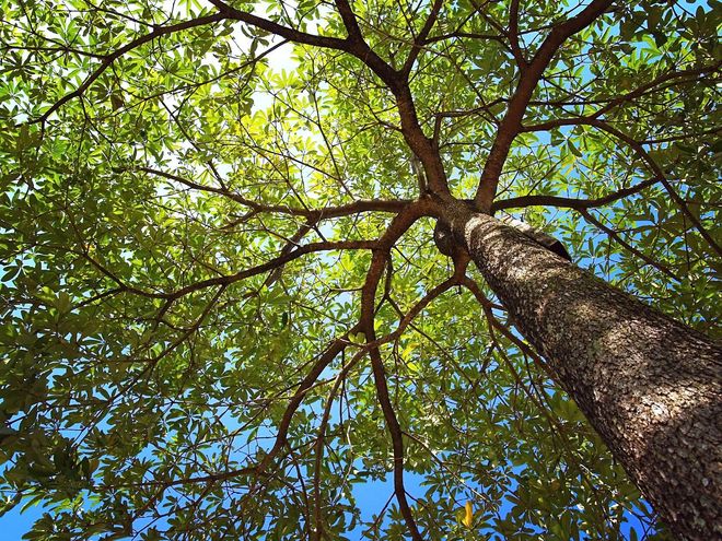 Kingkiner Tree Service