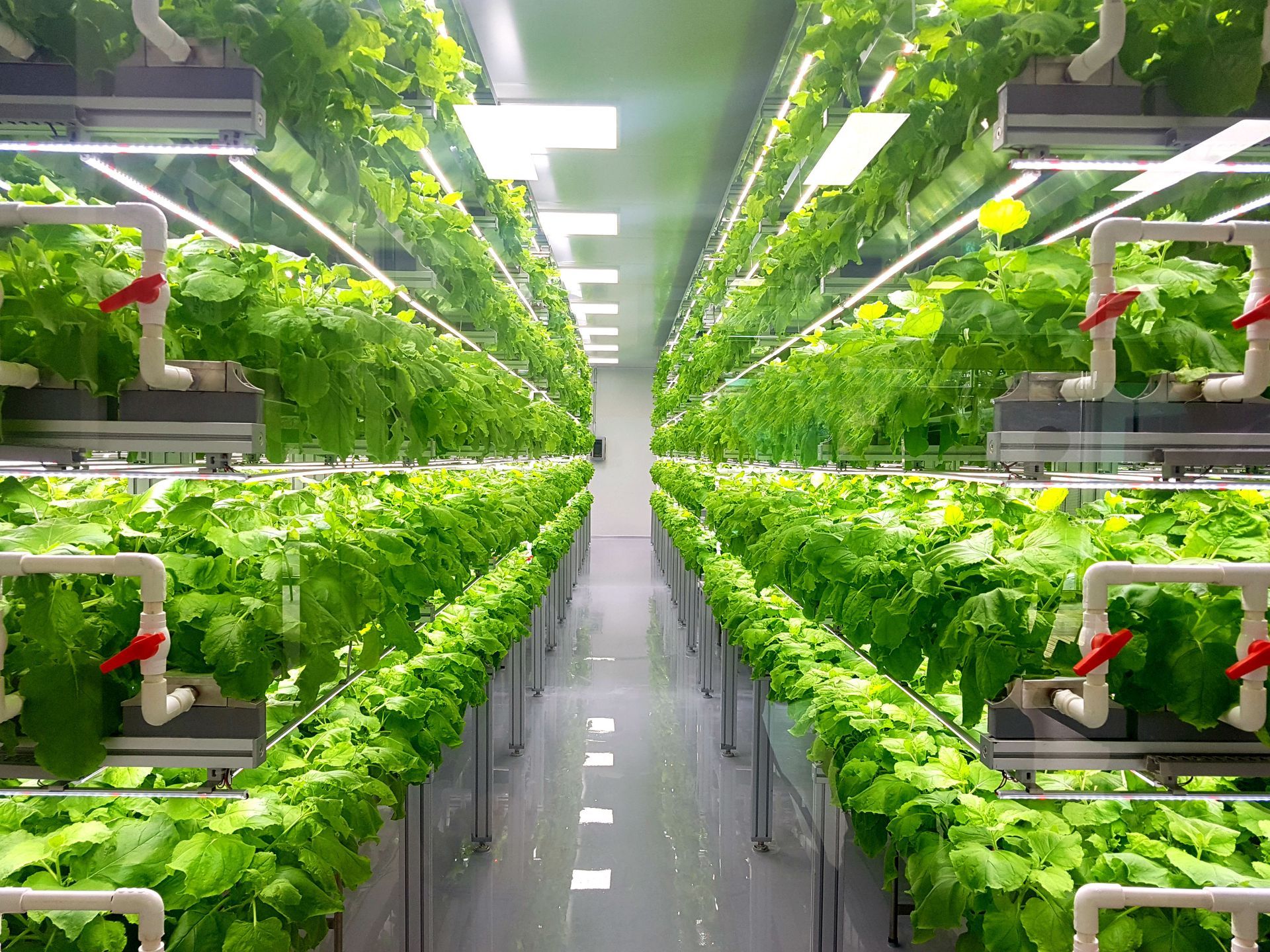 greenhouse nursery