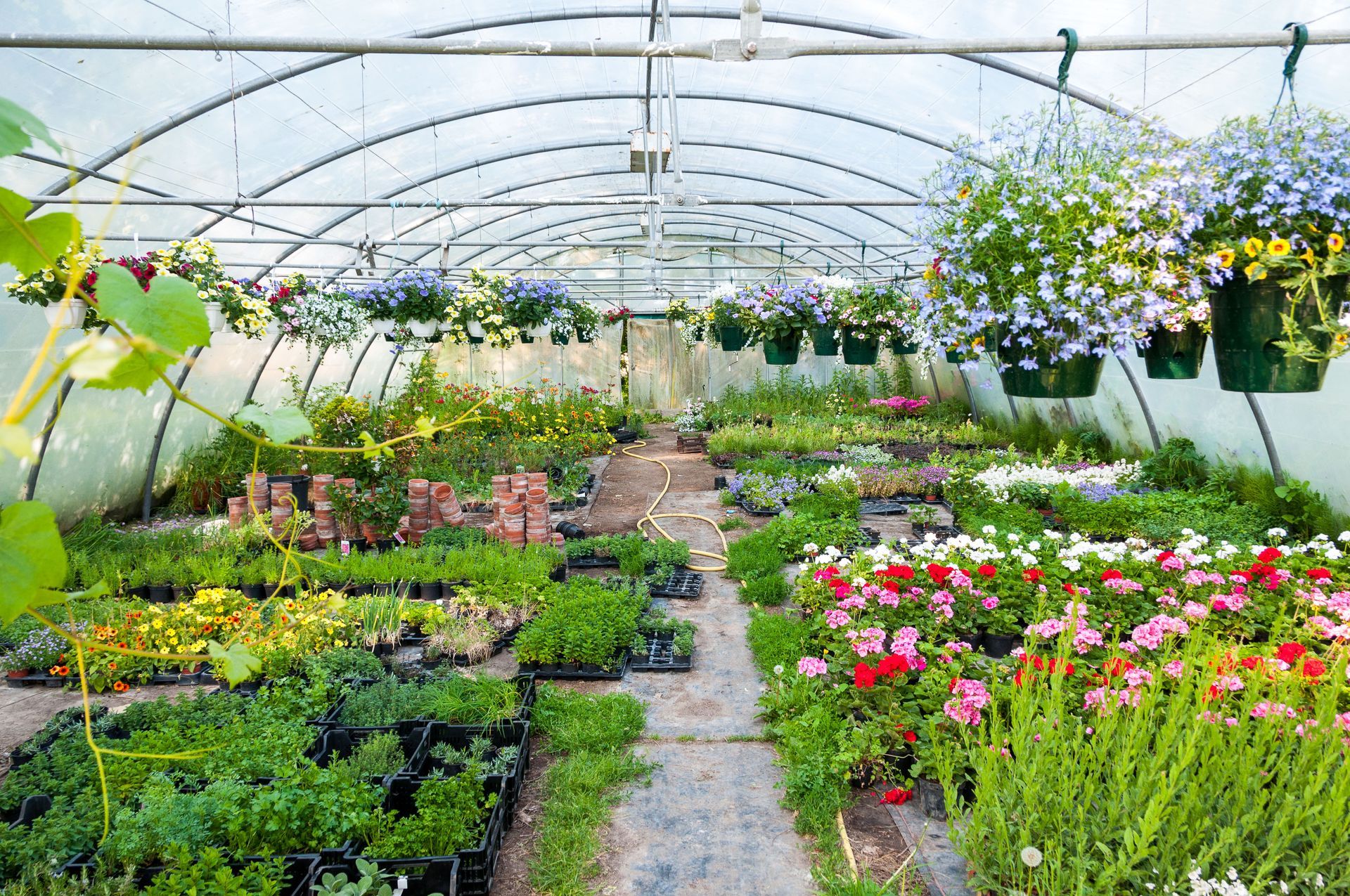 greenhouse