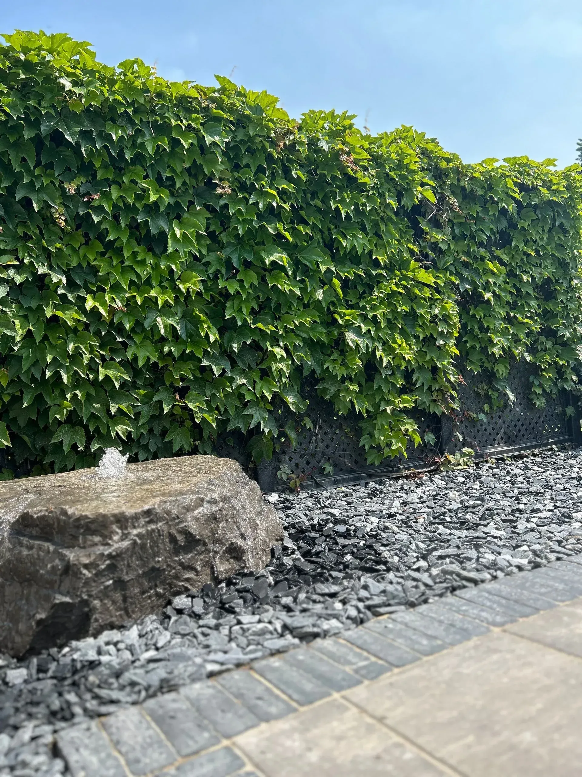 Fountain feature with a stone water spout, surrounded by dark stones and a dense green ivy wall.