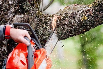 Tree Trimming & Pruning: Tips & Techniques – Tree Removal