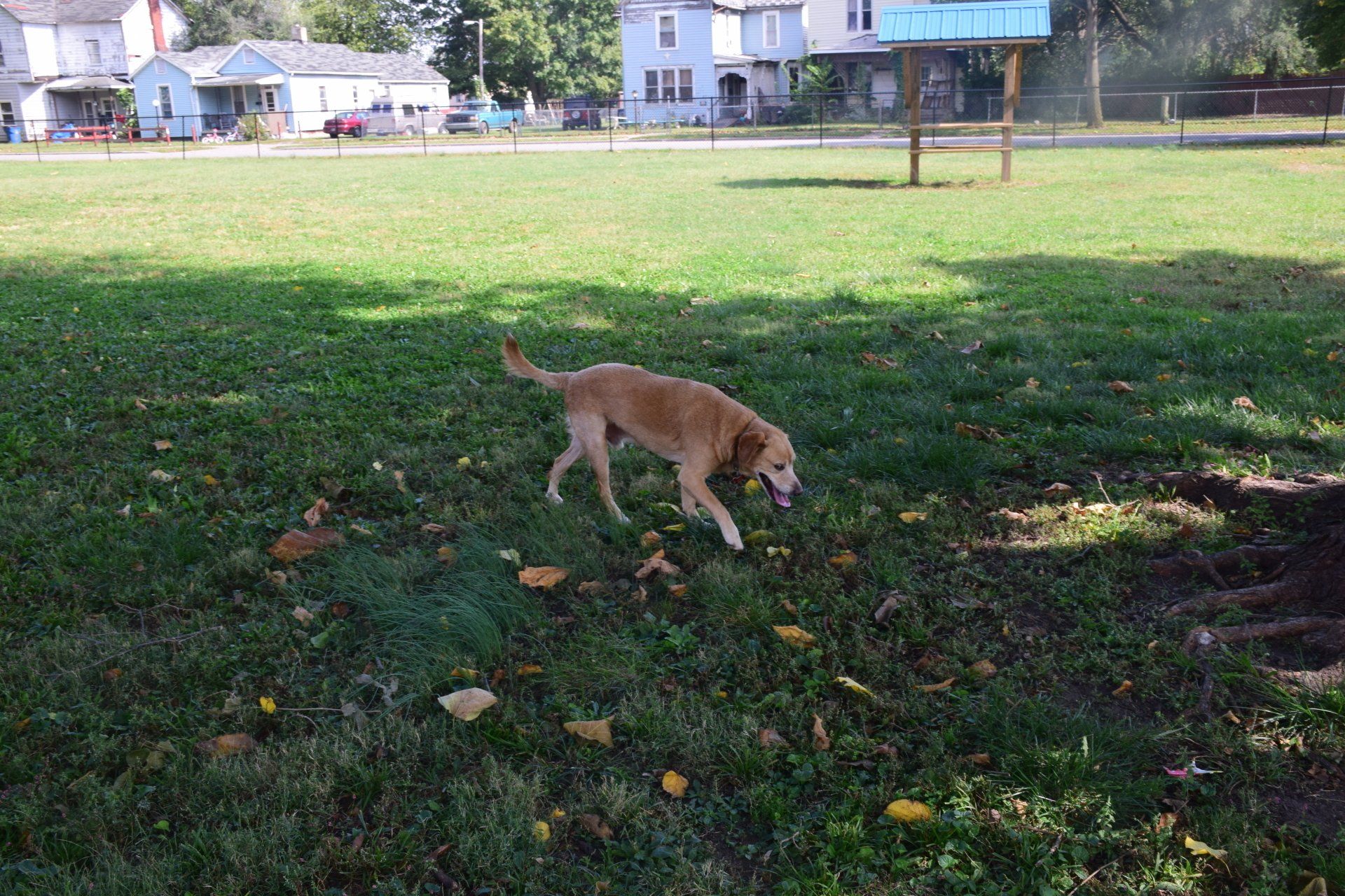 A dog is running in the grass in a park.