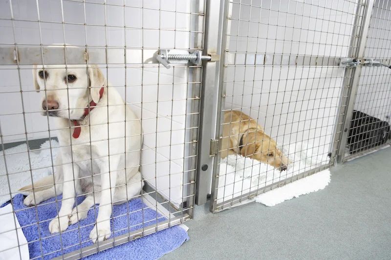 A dog is sitting in a cage next to another dog.