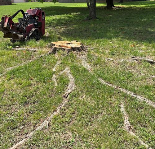 Uprooted tree with exposed roots in a grassy yard beside a red excavator.