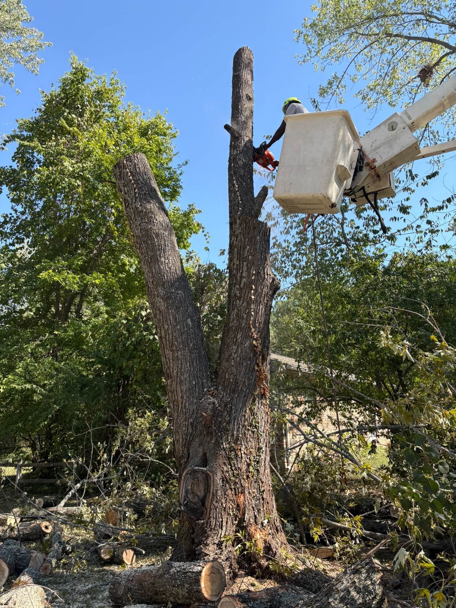 Worker in a bucket truck trimming a tall tree in a rocky, leafy yard.
