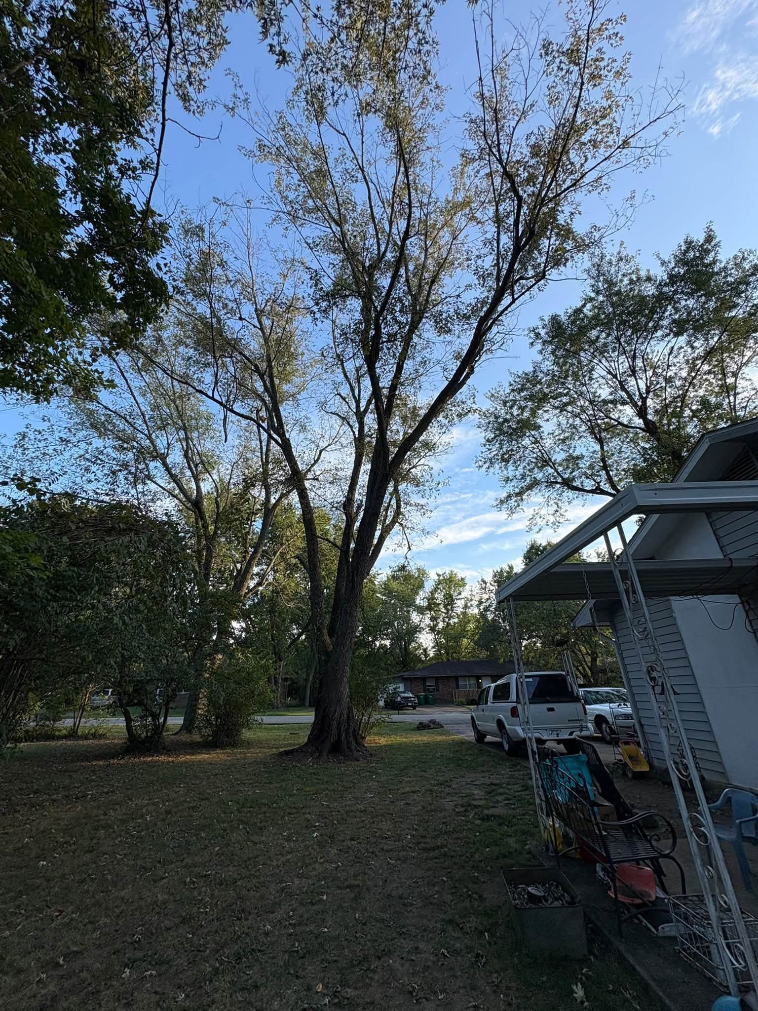 Backyard with tall tree, lawn, and a house patio at right under a partly cloudy sky