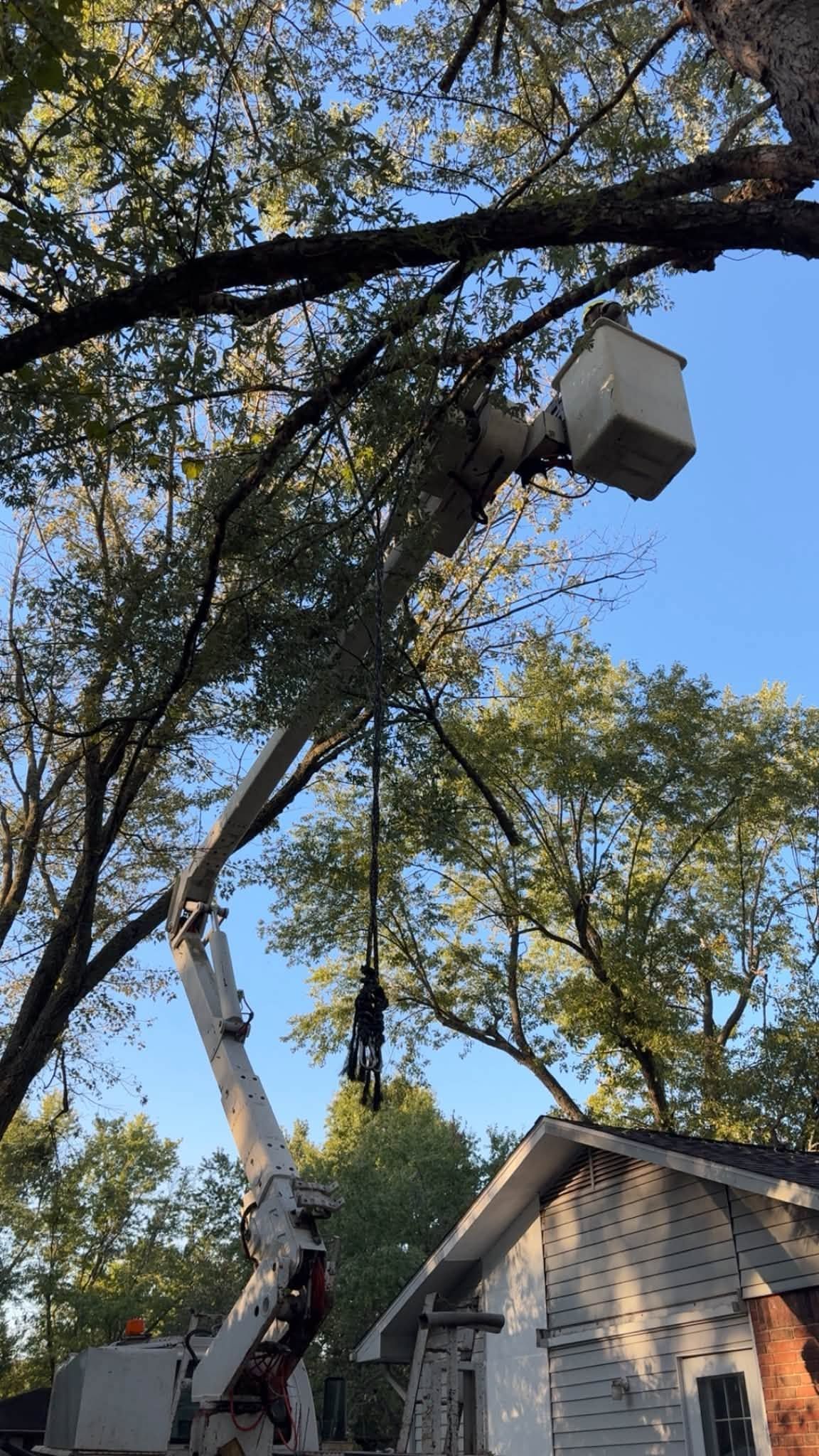 Tree service worker in a bucket lift trimming large tree branches beside a house