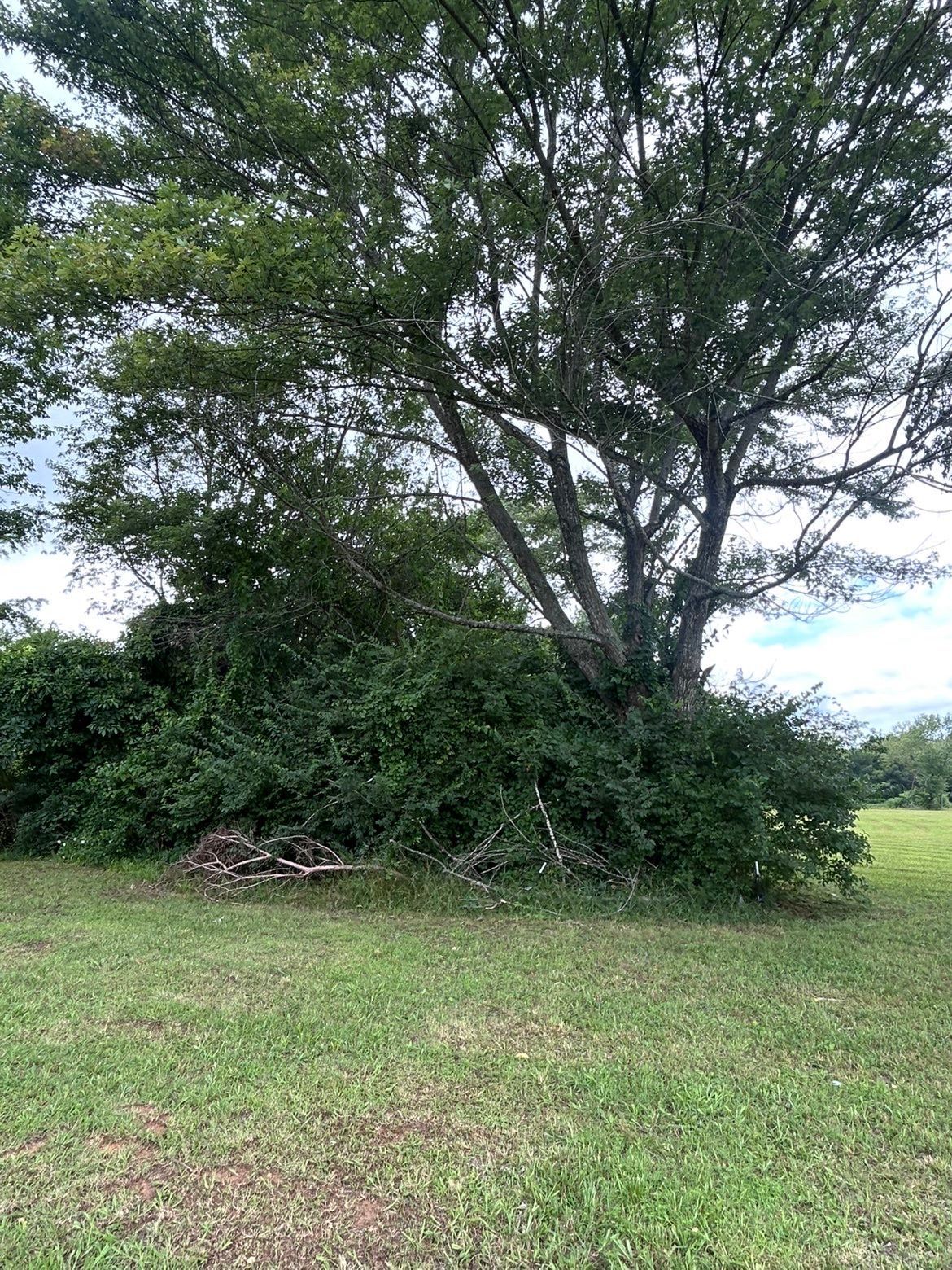 Large leafy tree and dense bushes on a grassy field under a cloudy sky.