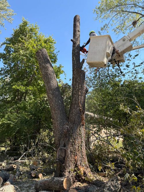 Arborist in a bucket lift pruning a tall tree under a clear blue sky