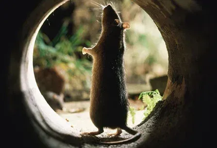 Small mouse silhouetted in a round tunnel opening, facing bright greenery outside.