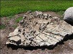 Limestone Boulders