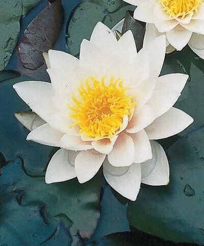 Closeup of lotus flower