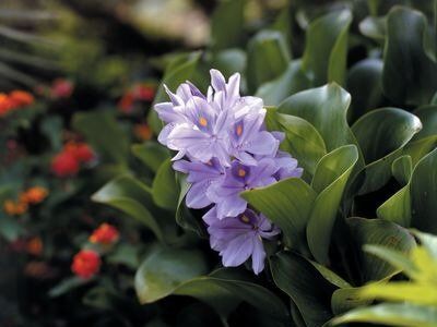 Water Hyacinth