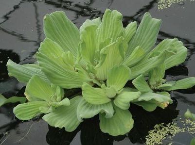 Water Lettuce