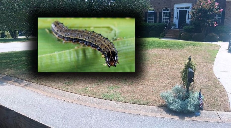 A caterpillar on grass, inset over a lawn with brown patches near a house.