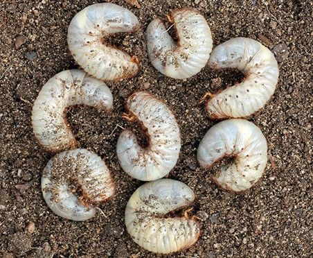 Seven white, C-shaped grubs on brown soil, likely beetle larvae.