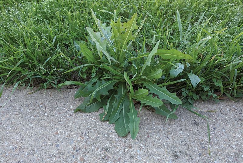 Green weed growing between concrete and grass.