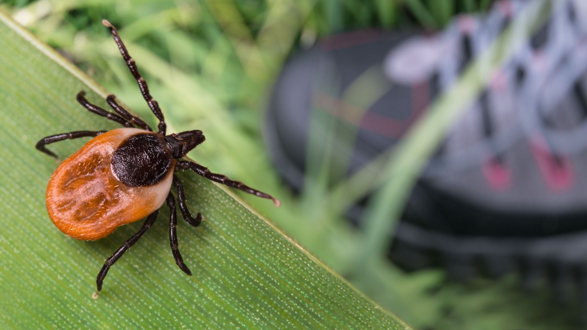 Engorged tick on a green leaf with a shoe blurred in the background. Orange and black insect.