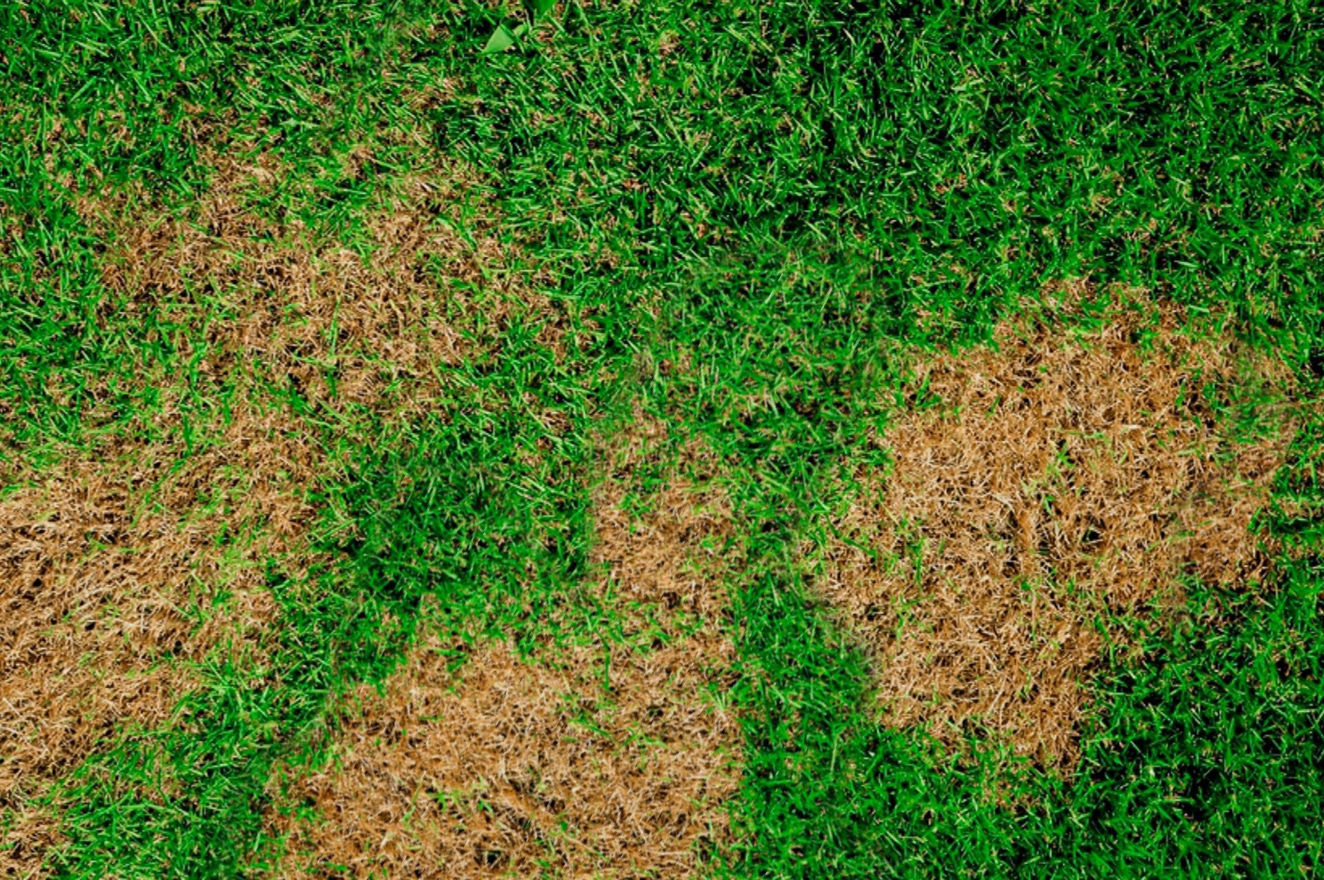 Brown patches of dead grass surrounded by healthy green grass.