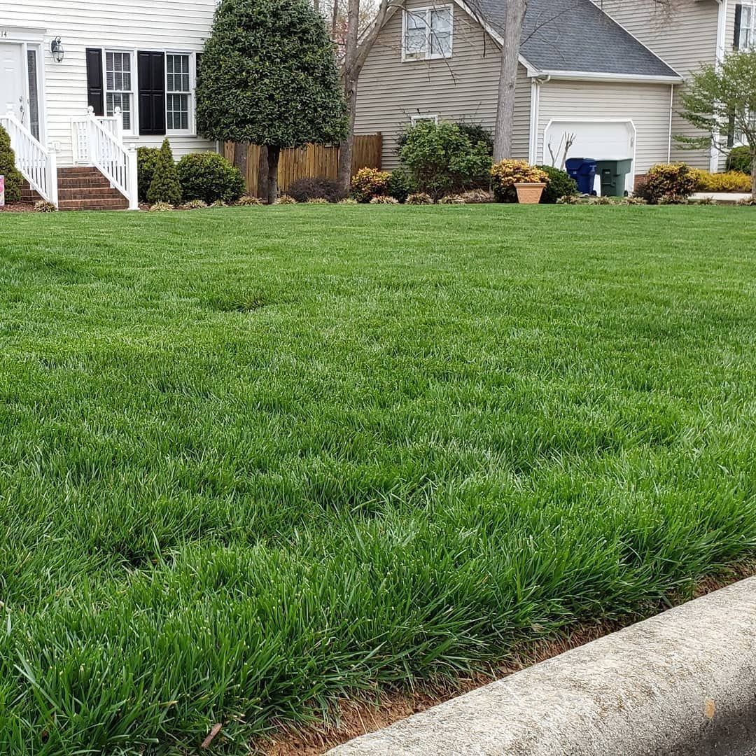 Lush green lawn in front of a house with trees and other homes in the background.