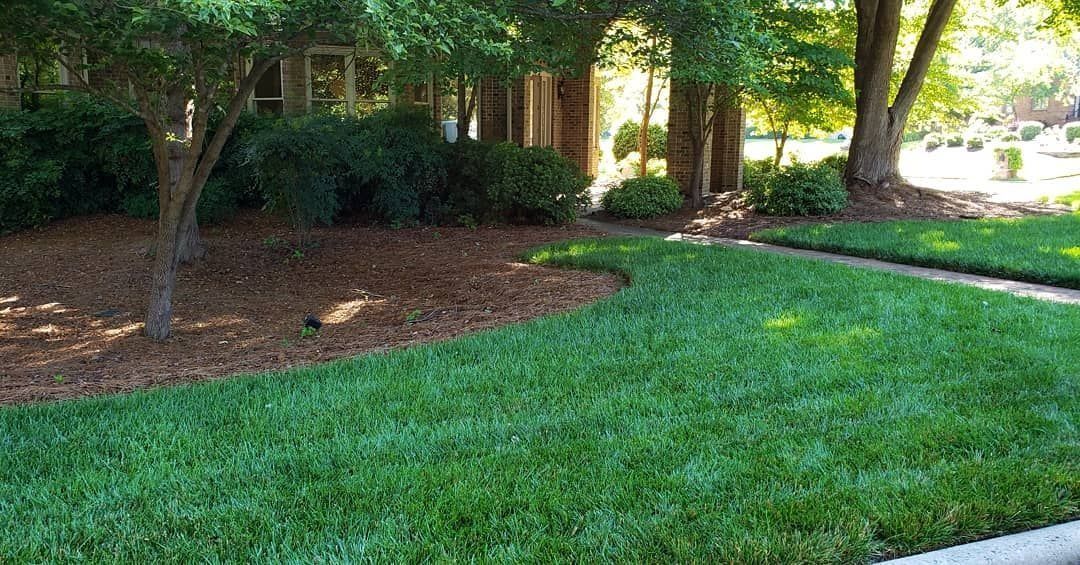 Lush green lawn borders a mulch bed with trees and bushes; sunny day.