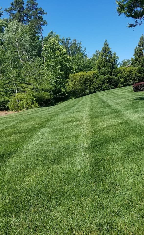 Green lawn on a sunny hill with trees in the background and blue sky overhead.