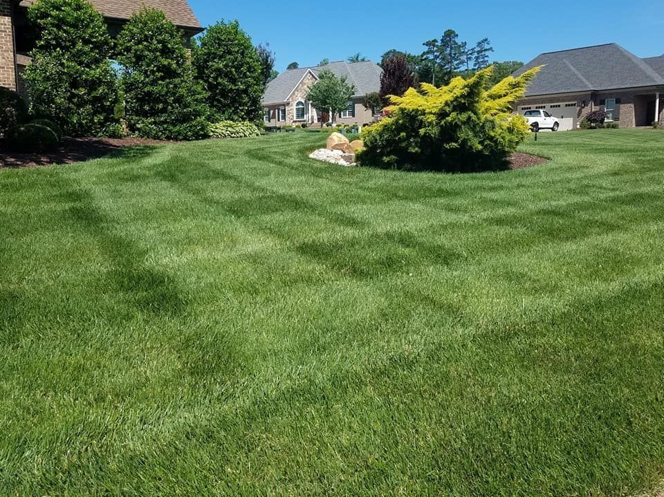 Lush green lawn mowed in patterns, houses in background, clear blue sky.