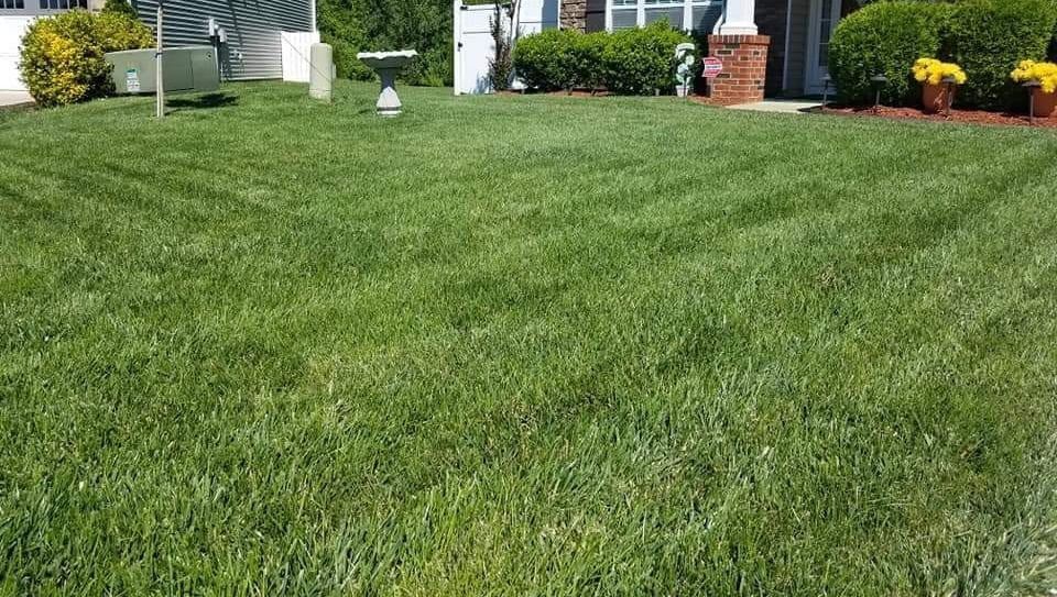 Lush green lawn with mowing pattern in front of a house with shrubs and flower pots.