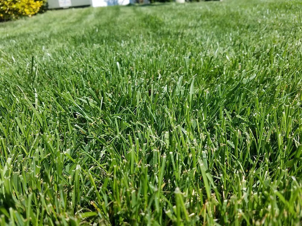 Close-up of a lush, green lawn with individual blades of grass visible.