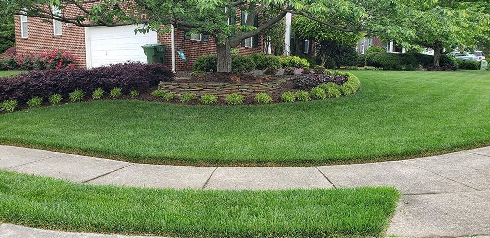 Lawn with green grass and shrubs, sidewalk in front of a house with a tree.