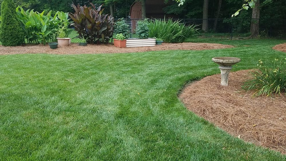 Lush green lawn with mulch beds, plants, and bird bath in a backyard setting.