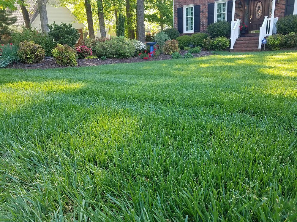 Lush green lawn in front of a house with shrubs and trees, sunny day.