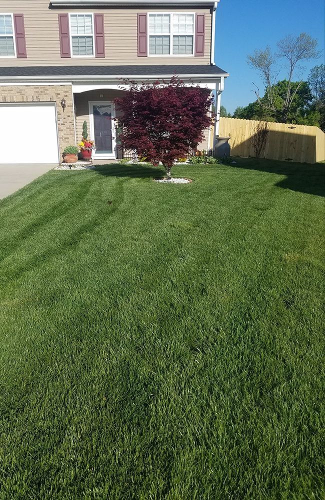 Lush green lawn in front of a two-story house with a vibrant red tree. Blue sky, sunny day.